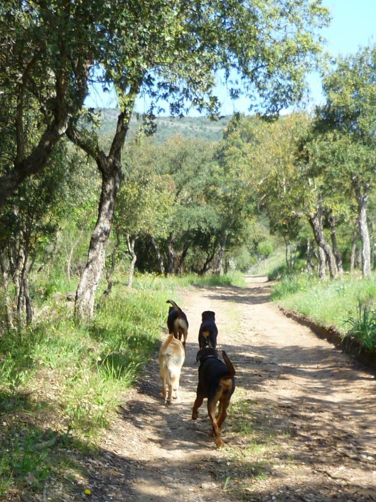 Ballade chiens en groupe