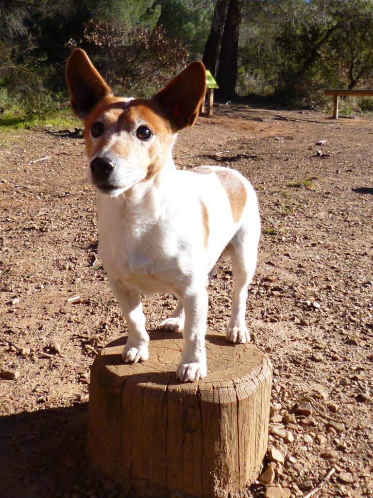 Chien qui ne bouge pas de son piédestal