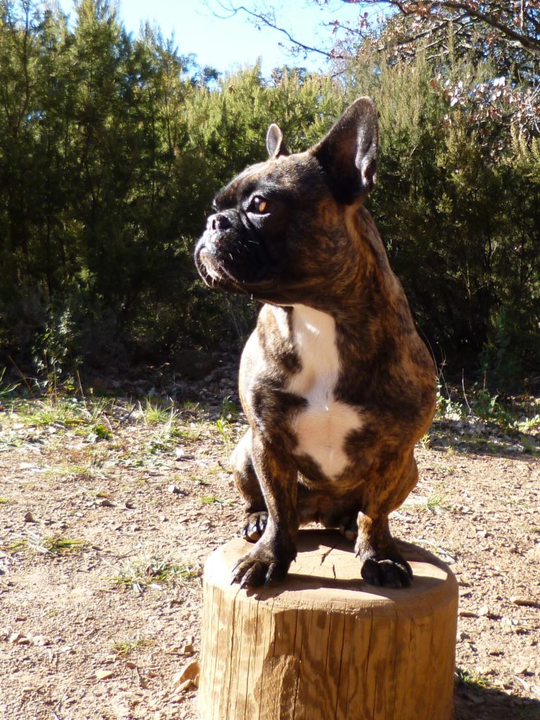 Chien sur son trône