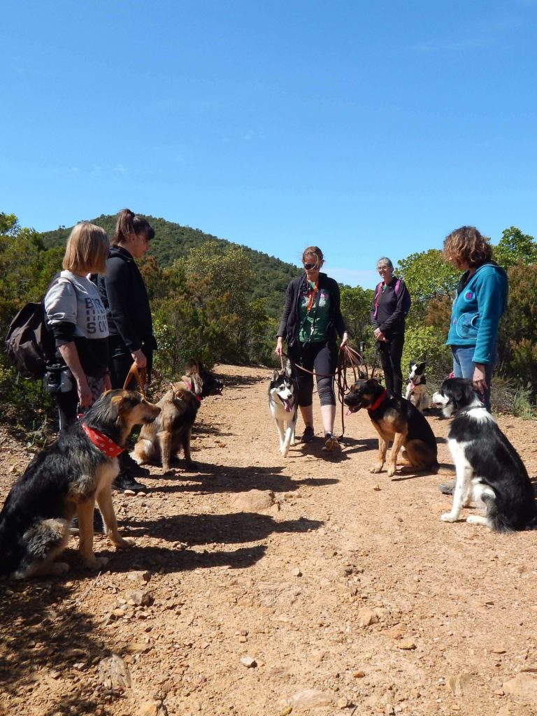 Chiens en groupe