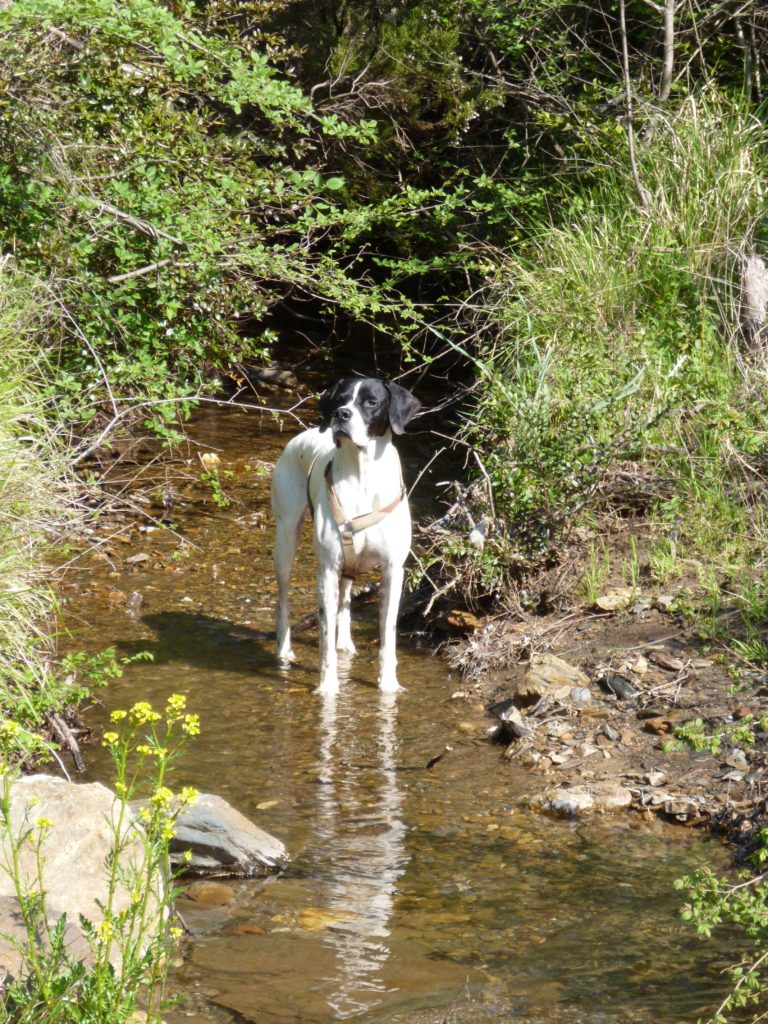 chien dans le ruisseau